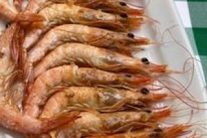 BOGA-GAMBAS